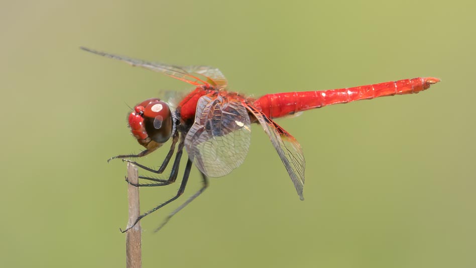 Aethriamanta circumsignata male-2.jpg